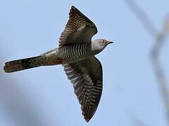 Common Cuckoo