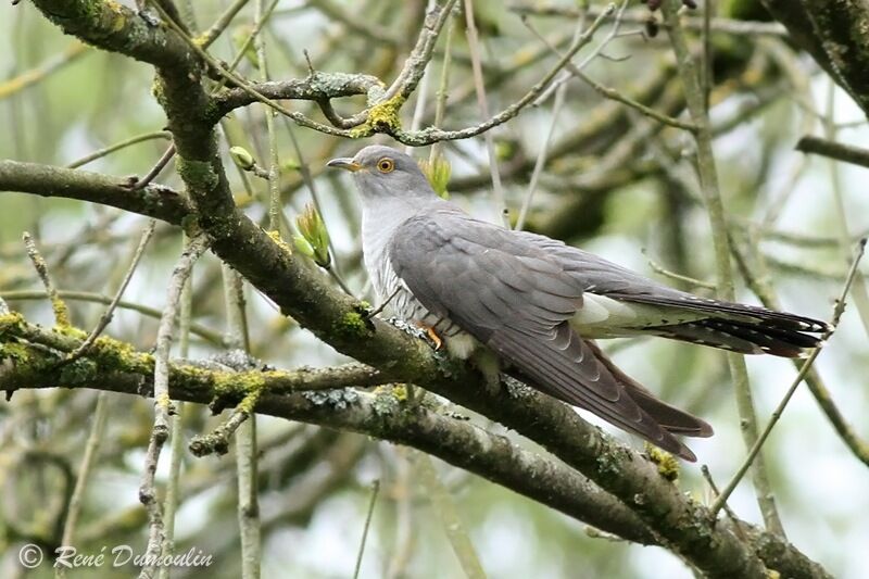 Coucou gris mâle adulte, identification