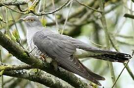 Common Cuckoo