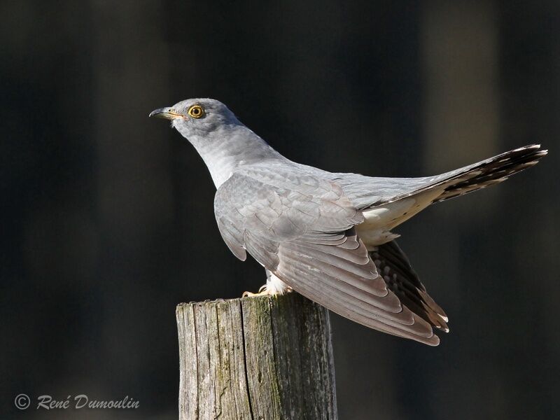 Coucou gris mâle adulte, identification