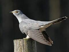 Common Cuckoo