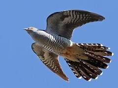 Common Cuckoo