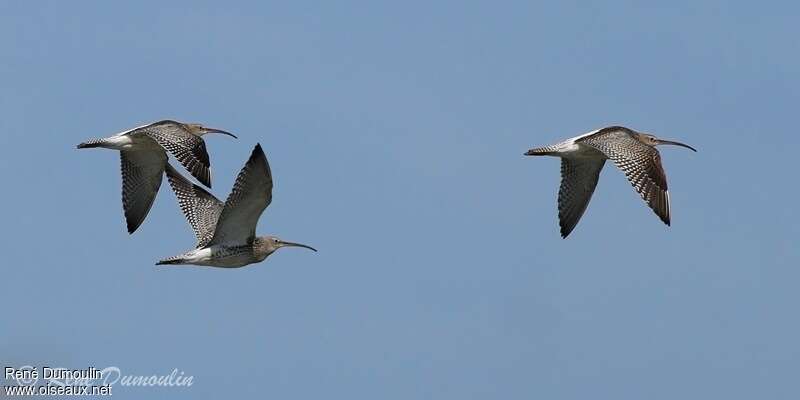 Eurasian Curlew, Flight