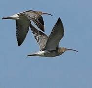 Eurasian Curlew