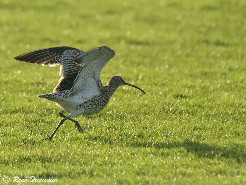 Eurasian Curlewadult