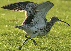 Eurasian Curlew