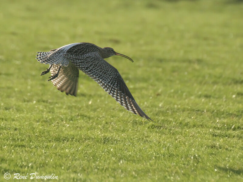 Eurasian Curlewadult