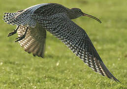 Eurasian Curlew