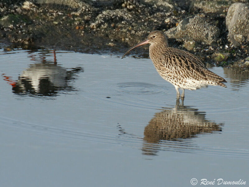 Eurasian Curlewadult