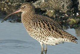 Eurasian Curlew