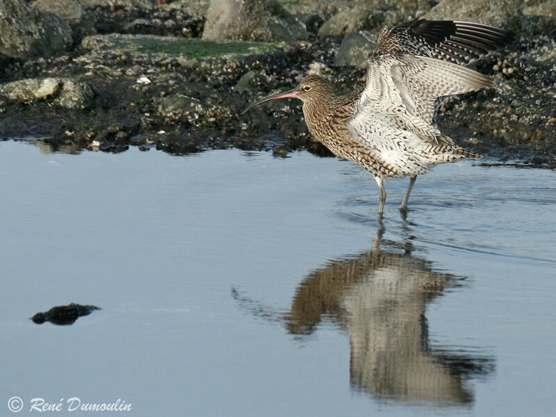 Eurasian Curlew