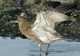 Eurasian Curlew