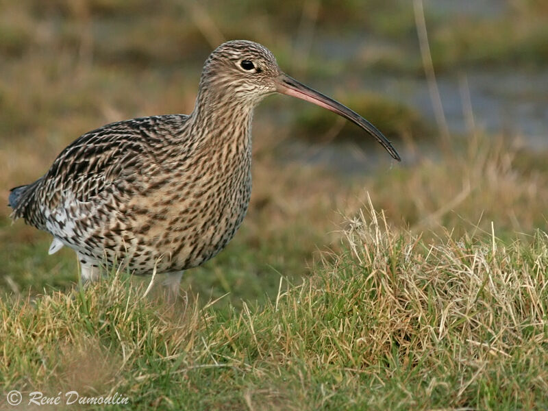 Courlis cendré, identification