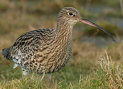 Eurasian Curlew