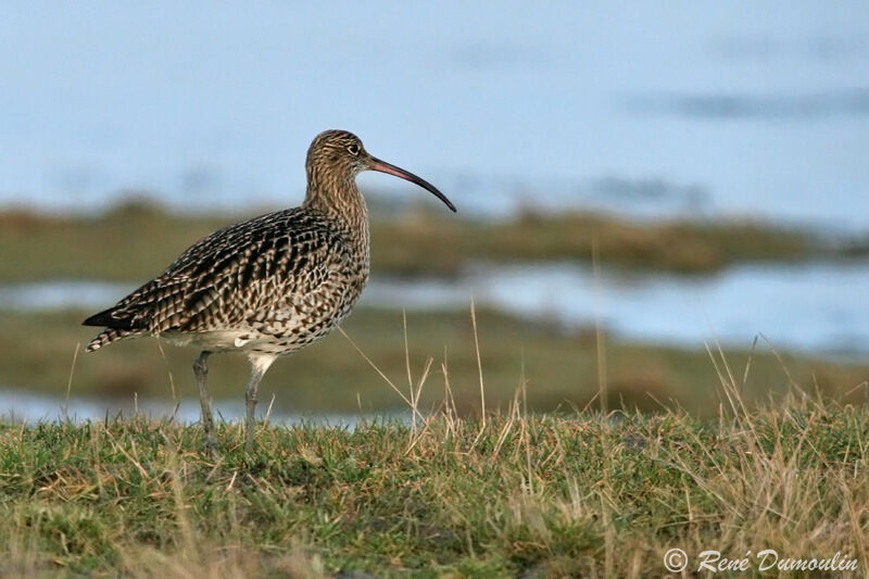 Eurasian Curlewadult, identification