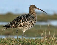 Eurasian Curlew