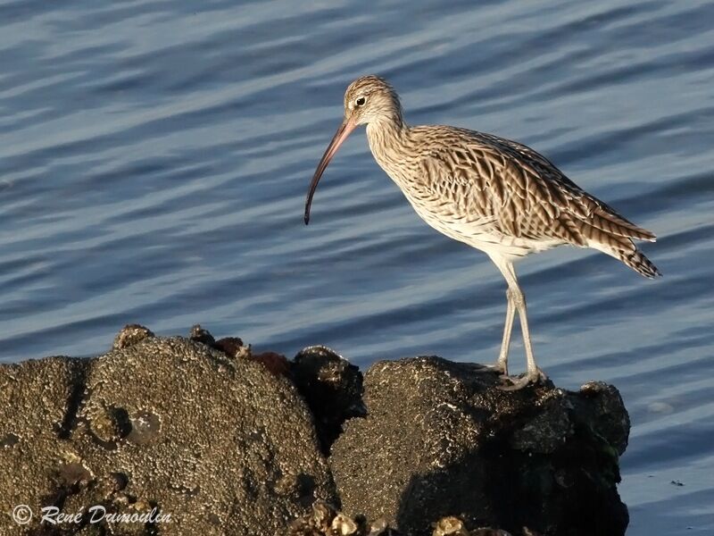 Eurasian Curlew, identification