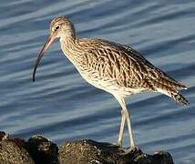 Eurasian Curlew