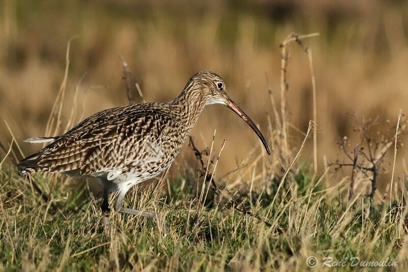 Eurasian Curlew, identification