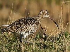 Eurasian Curlew