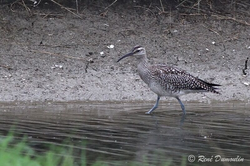 Whimbrel, identification