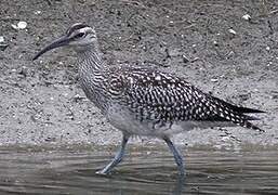 Eurasian Whimbrel