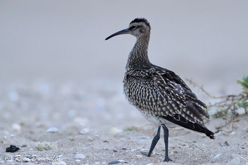 Whimbrel, identification