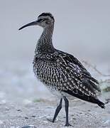 Eurasian Whimbrel