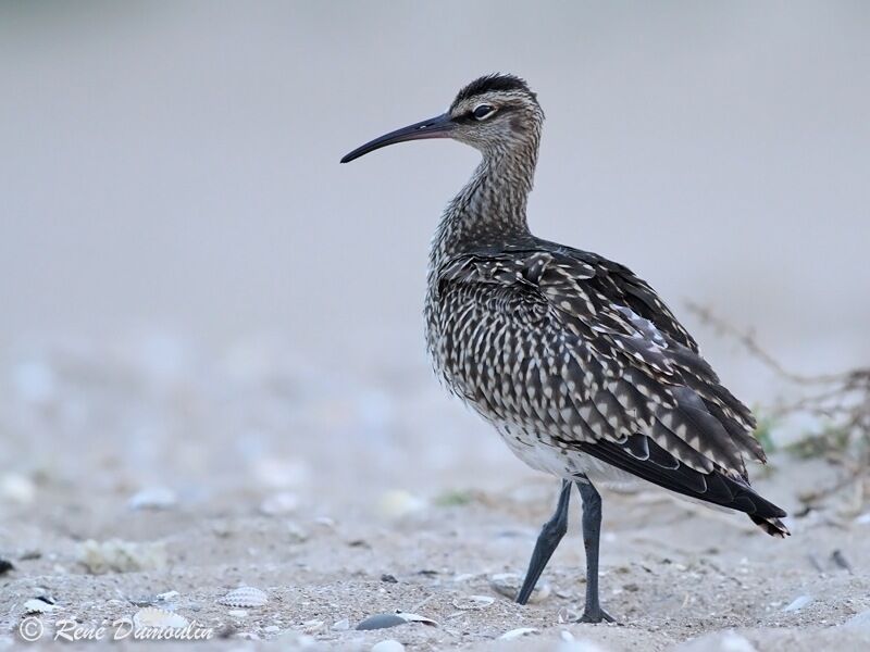 Whimbrel, identification