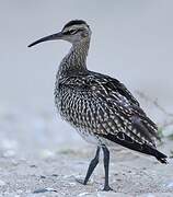 Eurasian Whimbrel