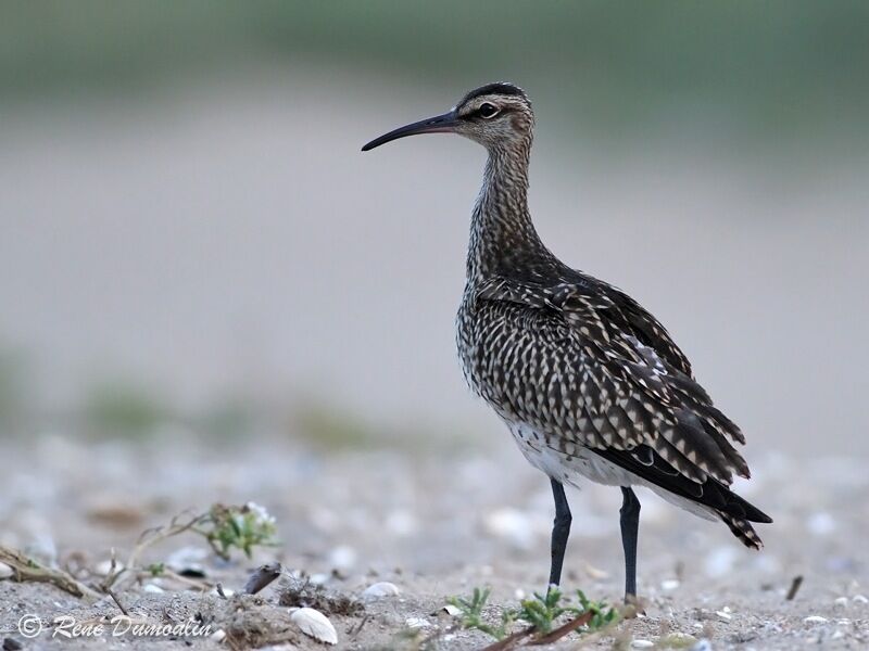 Eurasian Whimbrel, identification