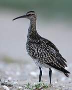 Eurasian Whimbrel