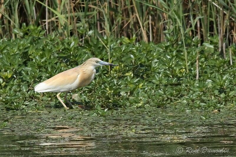 Squacco Heronadult, identification