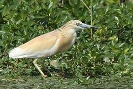 Squacco Heron