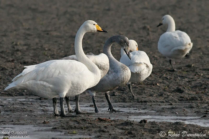 Whooper Swanadult, identification