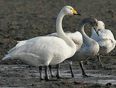 Whooper Swan