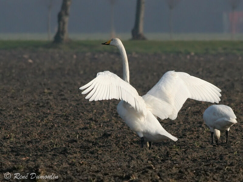 Cygne chanteuradulte, identification