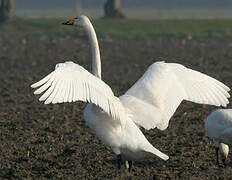 Whooper Swan