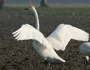 Cygne chanteur