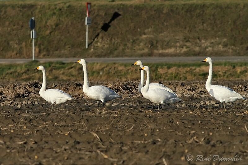 Cygne chanteuradulte, identification