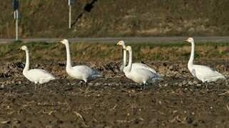 Whooper Swan