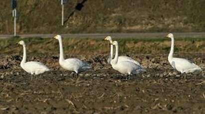 Cygne chanteur