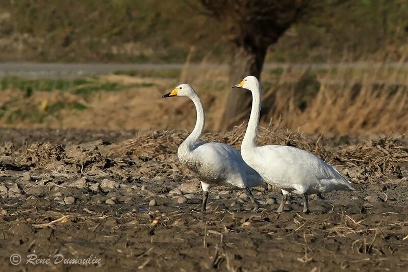 Cygne chanteuradulte, identification