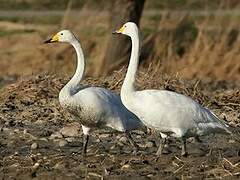 Whooper Swan