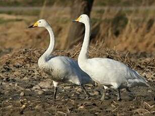 Cygne chanteur