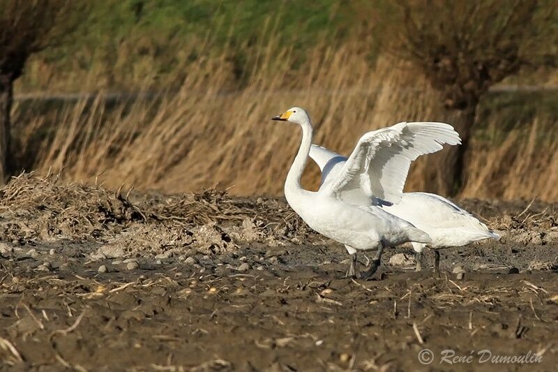 Cygne chanteuradulte, identification