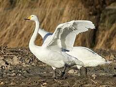 Whooper Swan