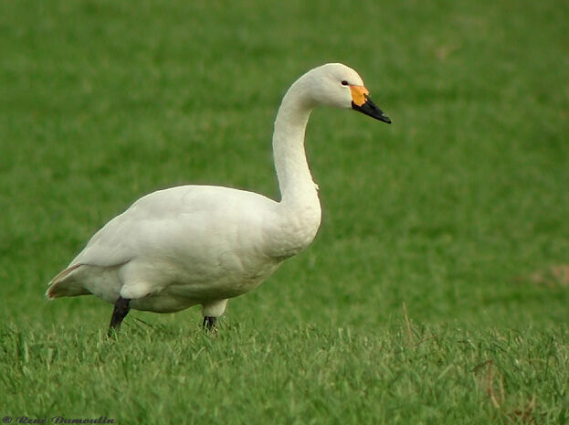 Cygne de Bewick