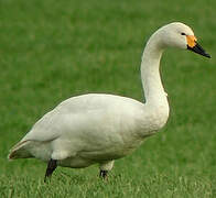 Tundra Swan