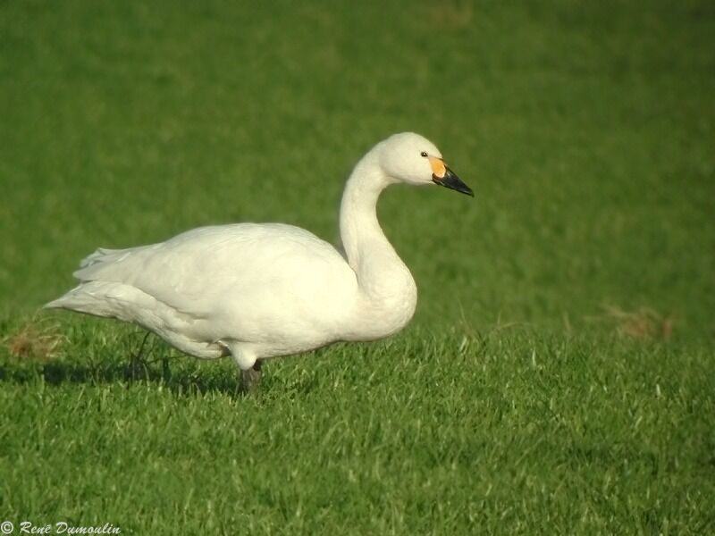 Tundra Swan